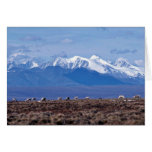 1002 Area: Caribou with mountain backdrop Cards