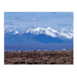 1002 Area: Caribou with mountain backdrop Postcard