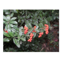 100_6633 POSTCARD