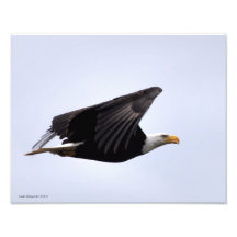 11X14 Bald Eagle in Flight Photograph