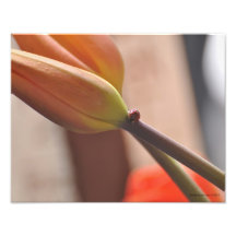 11X14 Ladybug and Tulips a Beautiful Combination Photo