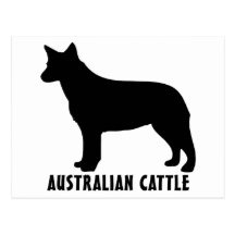 1915042007 Australian Cattle (Animales) Postcard