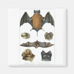 19th C. Bat Print Refrigerator Magnet