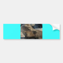 2323art bumper stickers