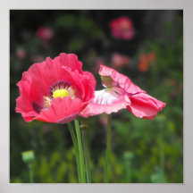2 poppys poster