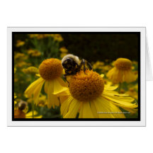 3 Flowers And A Bee Cards