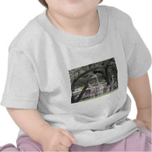 3 Giraffe at Safari Tshirt