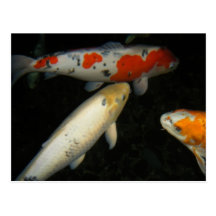 "3 Koi" Postcards