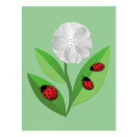 3 Ladybugs Postcard