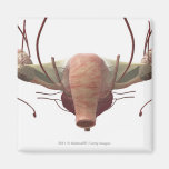 3d model of the female reproductive system refrigerator magnet