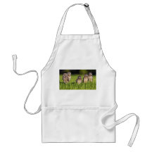 5 Burrowing Owls Athene Cunicularia Aprons