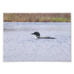 5X7 Common Loon Photoprint