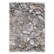 5X7 Corkscrew Willow Covered in Ice Photo