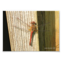5X7 Dragonfly He's Red & Up Close Art Photo