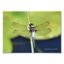 5X7 Dragonfly Perch Photo Art
