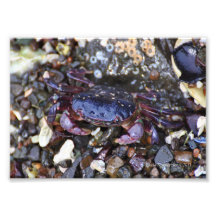 5X7 Purple Shore Crab Art Photo
