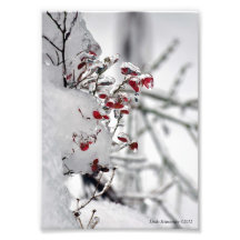 5X7 Red Huckleberry Encased in Ice Photo Art