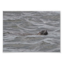 5X7 Seal Fishing in the Pacific Photo Print