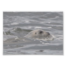 5X7 Seal in the Pacific Art Photo