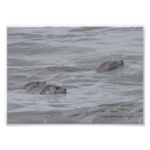5X7 Seals Playing in the Pacific Art Photo
