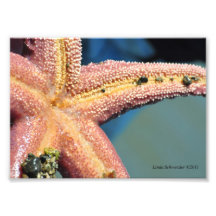 5X7 Starfish Belly Photographic Print