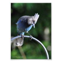 5X7 Stellar's Jay Photo Art