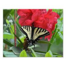 5X7 Swallowtail Butterfly on a Rhododendron Photo Print