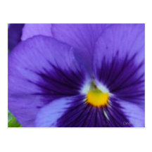 7 Violet Blue Pansy Post Cards