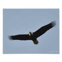 8X10 Bald Eagle Soaring at Leadbetter Point, WA Photo
