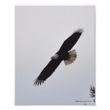 8X10 Bald Eagle Soaring! Photo Art