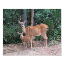 8X10 Doe and Fawn Photo Print