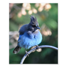 8X10 Fat Stellar Jay Photo