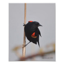 8X10 Red Winged Blackbird Art Photo