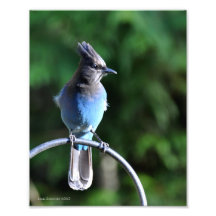 8X10 Stellar's Jay Photograph