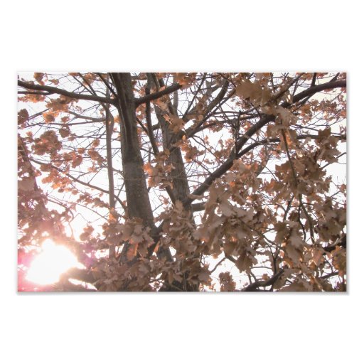 A beautiful photo in the midst of a winter day.