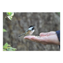 A Bird in the Hand Photograph