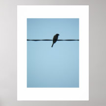 A Bird/Poster