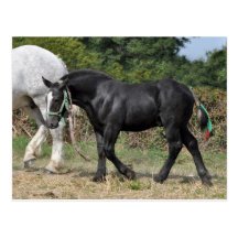 A black Percheron foal in France Postcard