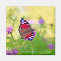 A brightly coloured Peacock butterfly is Refrigerator Magnet