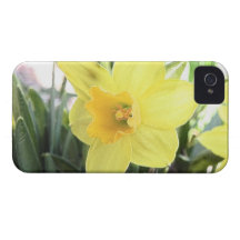 A Cheerful Yellow Daffodil iPhone 4 Case