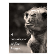 A Connoisseur of fine humps Postcards