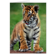 A cute baby tiger greeting cards