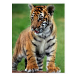 A cute baby tiger postcard
