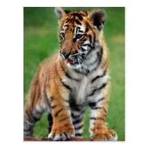 A cute baby tiger postcard