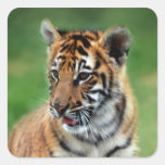 A cute baby tiger stickers