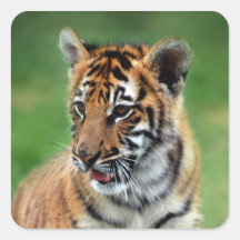A cute baby tiger stickers
