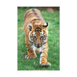 A cute baby tiger stretched canvas print