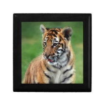 A cute baby tiger trinket box
