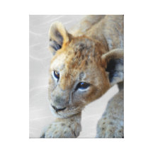 A cute lion cub canvas print