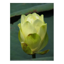 A Day at the Pond Series Postcard